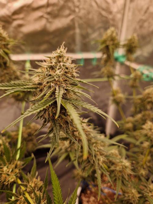 The White Sweet Candy OG One USAGenetics. Week 18 - 16.08.26