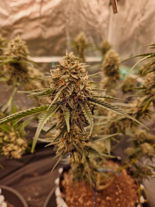 The White Sweet Candy OG One USAGenetics. Week 18 - 16.08.26