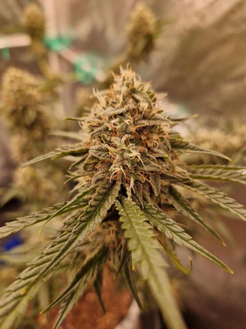 The White Sweet Candy OG One USAGenetics. Week 18 - 16.08.26