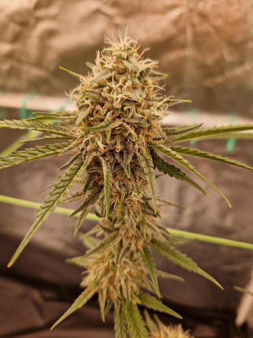 The White Sweet Candy OG One USAGenetics. Week 18 - 16.08.26