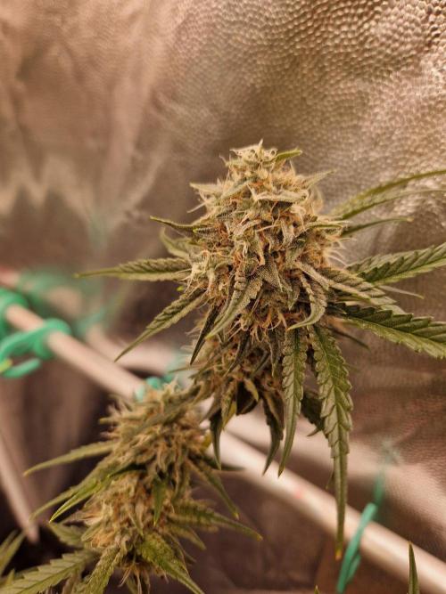 The White Sweet Candy OG One USAGenetics. Week 18 - 16.08.26