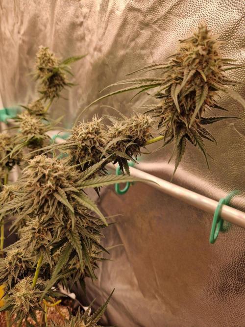 The White Sweet Candy OG One USAGenetics. Week 18 - 16.08.26