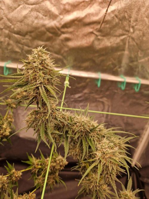 The White Sweet Candy OG One USAGenetics. Week 18 - 16.08.26