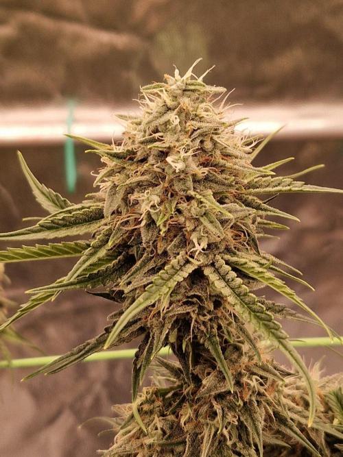 The White Sweet Candy OG One USAGenetics. Week 18 - 16.08.26