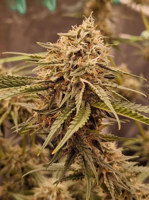 The White Sweet Candy OG One USAGenetics. Week 18 - 16.08.26
