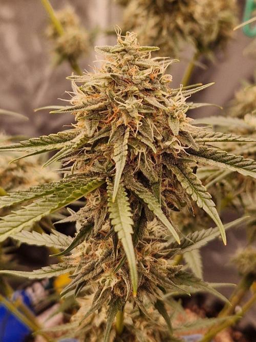 The White Sweet Candy OG One USAGenetics. Week 18 - 16.08.26