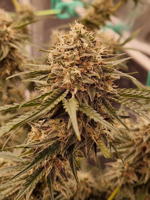 The White Sweet Candy OG One USAGenetics. Week 18 - 16.08.26