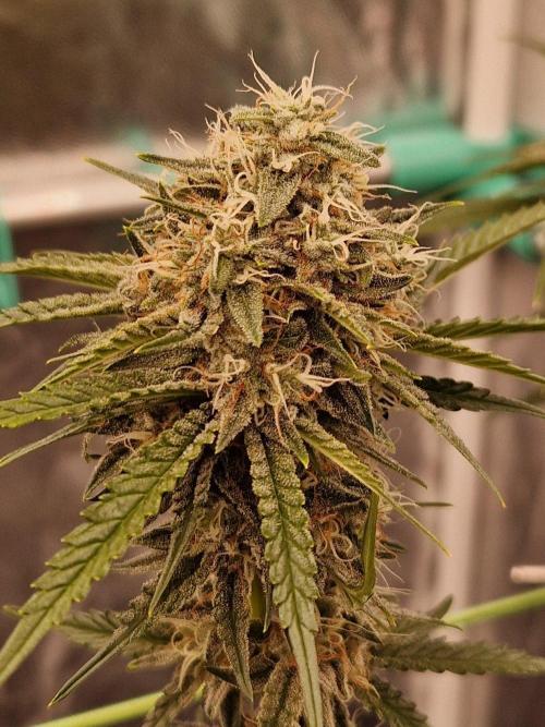The White Sweet Candy OG One USAGenetics. Week 18 - 16.08.26