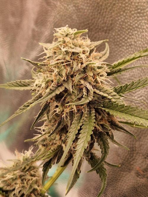 The White Sweet Candy OG One USAGenetics. Week 18 - 16.08.26