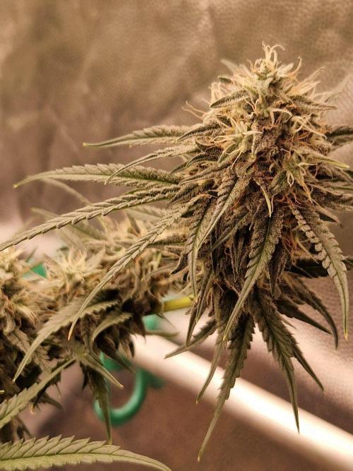 F025 The White Sweet Candy OG One. Week 18