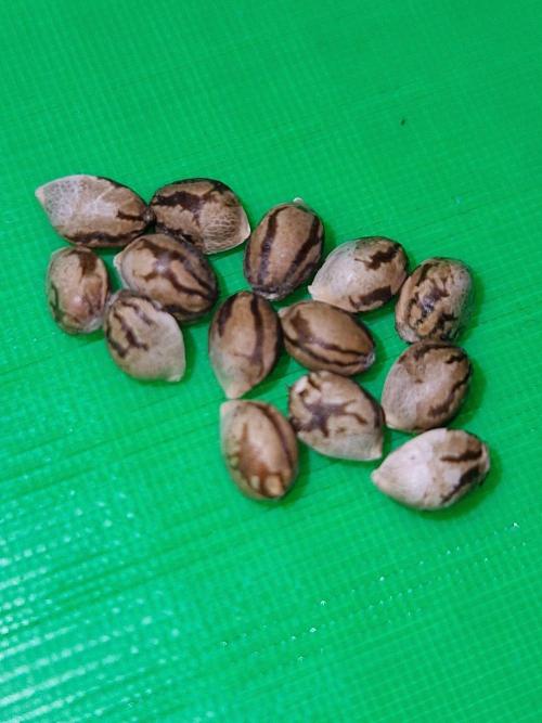 Zi-Bean Regular Phenohunt. Week 0 - 20.08.26