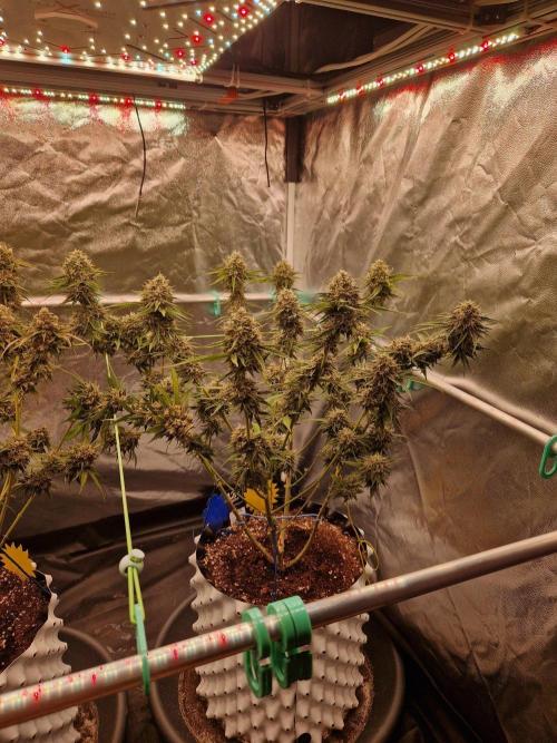 The White Sweet Candy OG One USAGenetics. Week 19 - 21.08.26 