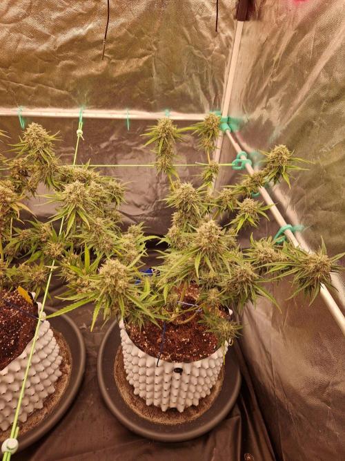 The White Sweet Candy OG One USAGenetics. Week 19 - 21.08.26 