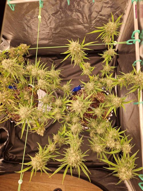 The White Sweet Candy OG One USAGenetics. Week 19 - 21.08.26 