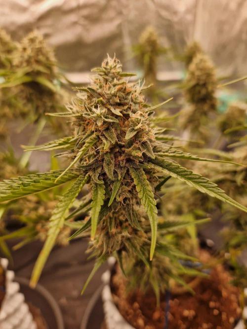 The White Sweet Candy OG One USAGenetics. Week 19 - 21.08.26 