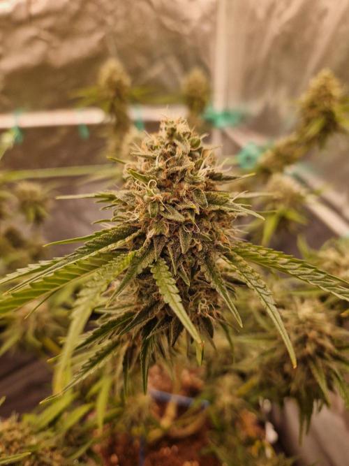 The White Sweet Candy OG One USAGenetics. Week 19 - 21.08.26 
