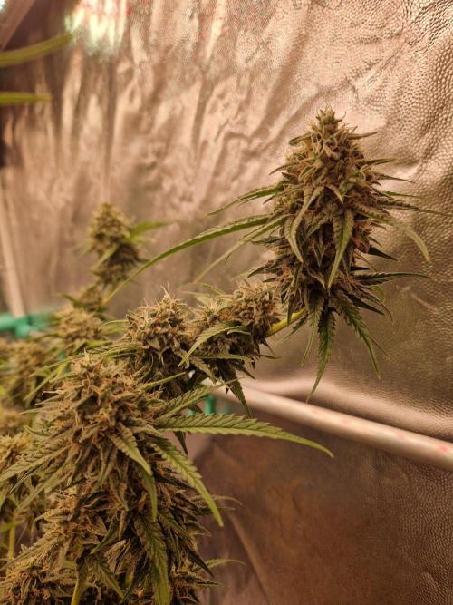 The White Sweet Candy OG One USAGenetics. Week 19 - 21.08.26 