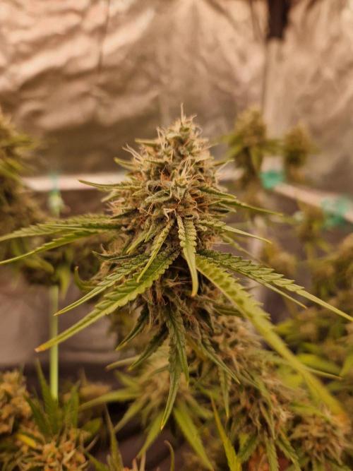 The White Sweet Candy OG One USAGenetics. Week 19 - 21.08.26 