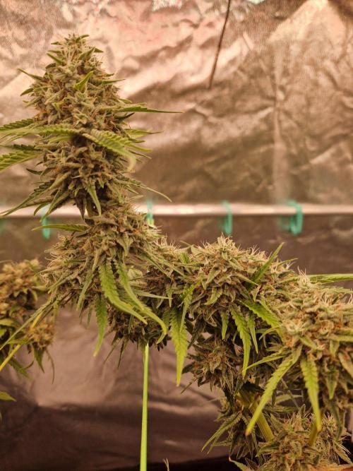 The White Sweet Candy OG One USAGenetics. Week 19 - 21.08.26 
