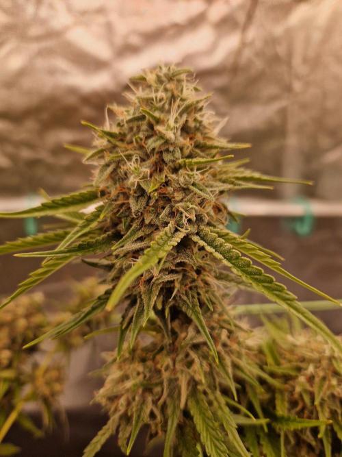 The White Sweet Candy OG One USAGenetics. Week 19 - 21.08.26 