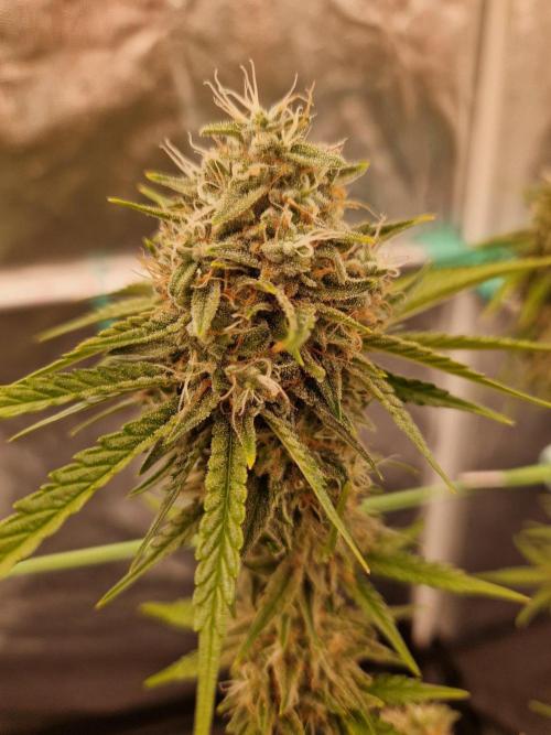 The White Sweet Candy OG One USAGenetics. Week 19 - 21.08.26 