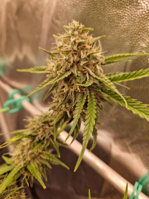 The White Sweet Candy OG One USAGenetics. Week 19 - 21.08.26 