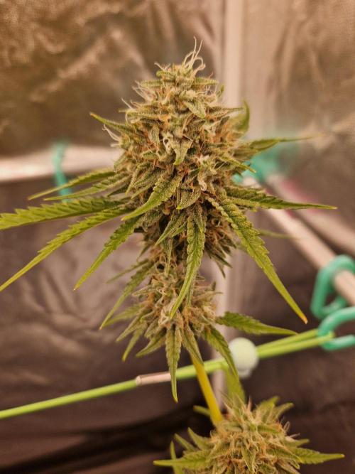 The White Sweet Candy OG One USAGenetics. Week 19 - 21.08.26 