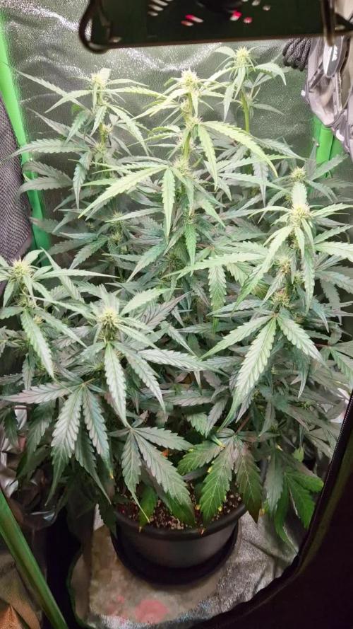 Deep Jealousy Auto