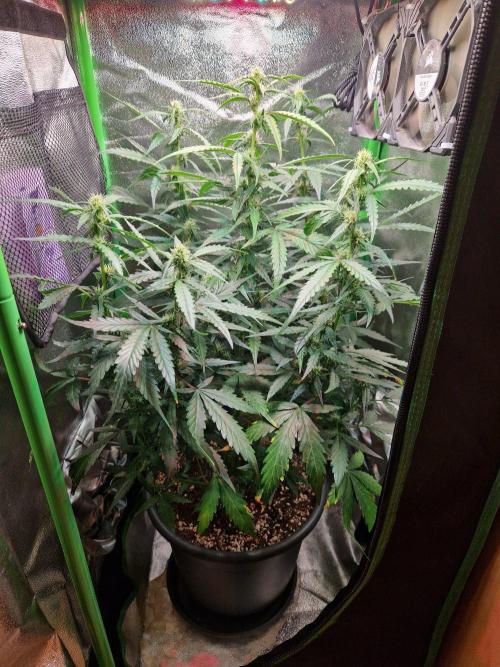 Deep Jealousy Auto. Week 6 - 22.08.26