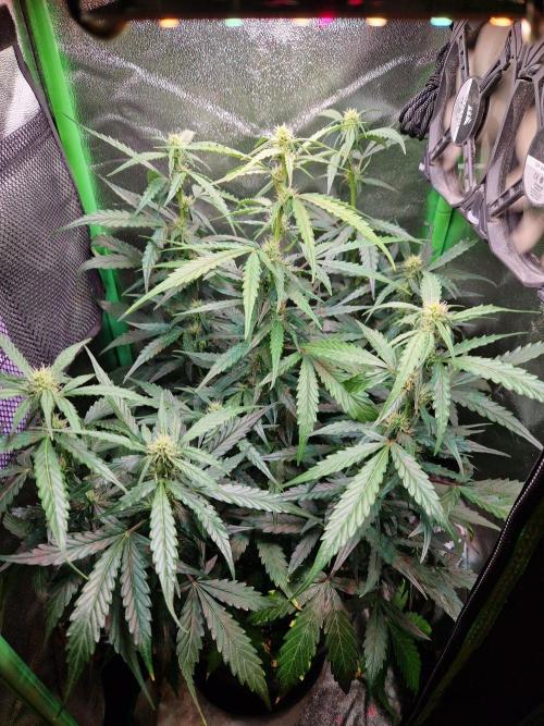 Deep Jealousy Auto. Week 6 - 22.08.26 