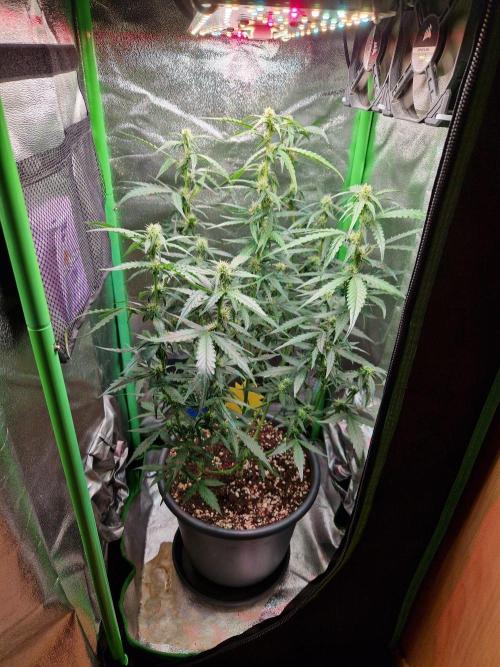 Deep Jealousy Auto. Week 6 - 22.08.26 