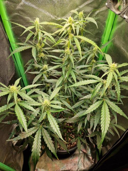 Deep Jealousy Auto. Week 6 - 22.08.26 