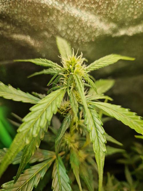 Deep Jealousy Auto. Week 6 - 22.08.26 