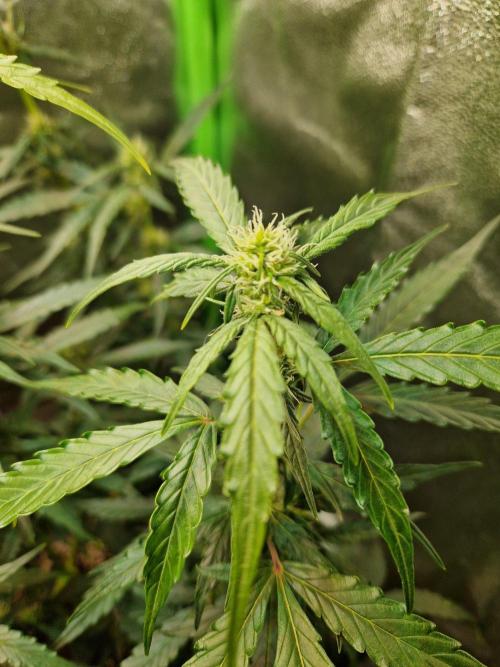 Deep Jealousy Auto. Week 6 - 22.08.26 