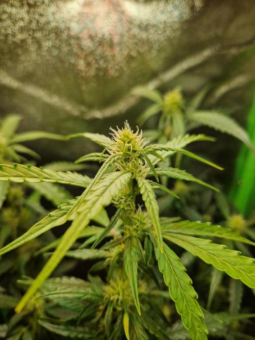 Deep Jealousy Auto. Week 6 - 22.08.26 