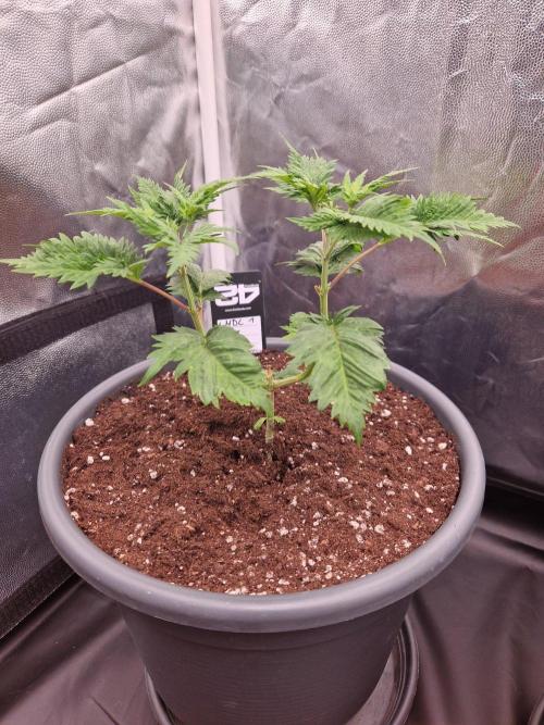 Mentha de Croco Fern Type Pheno #1. Week 8 - 23.08.26