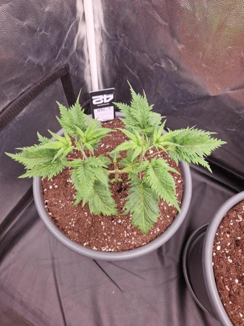 Mentha de Croco Fern Type Pheno #1. Week 8 - 23.08.26 