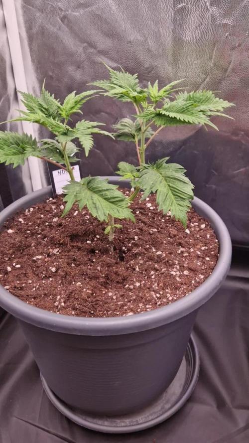 Mentha de Croco Fern Type Pheno #1