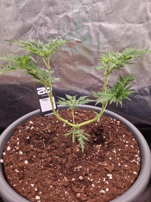Mentha de Croco Fern Type Pheno #2. Week 8 - 23.08.26
