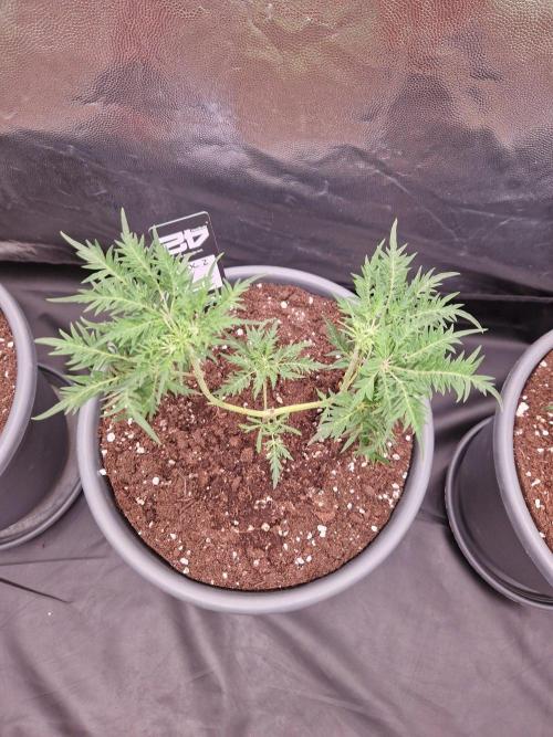 Mentha de Croco Fern Type Pheno #2. Week 8 - 23.08.26