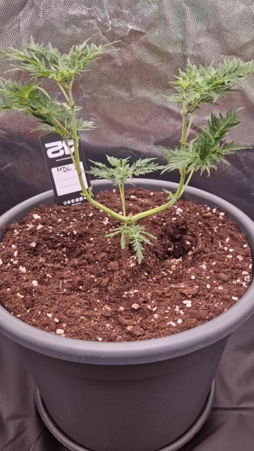 Mentha de Croco Fern Type Pheno #2