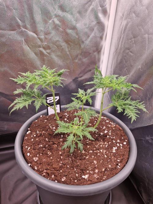 Mentha de Croco Fern Type Pheno #3. Week 8 - 23.08.26 