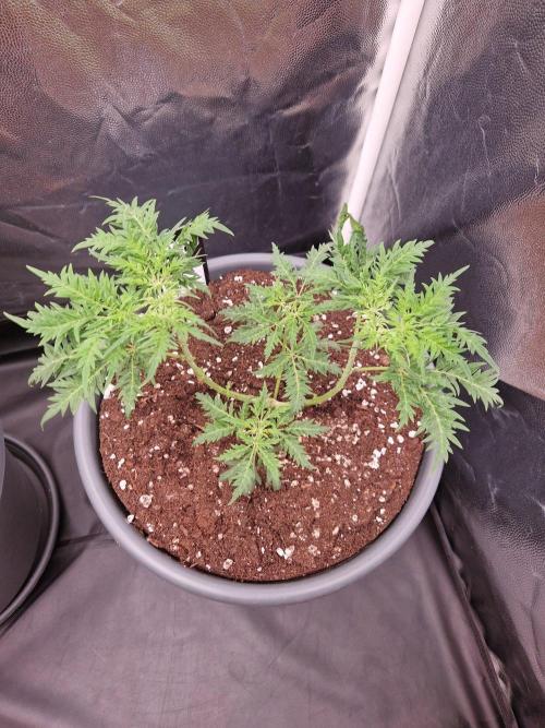 Mentha de Croco Fern Type Pheno #3. Week 8 - 23.08.26 