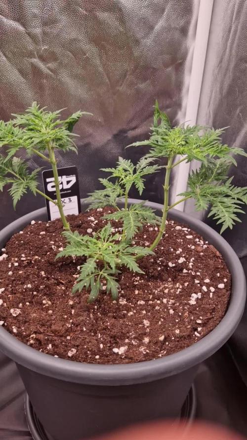 Mentha de Croco Fern Type Pheno #3