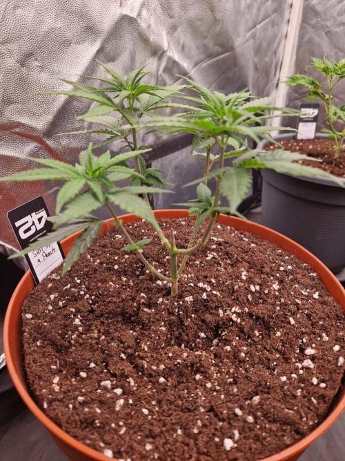 Sun of a Peach. Week 8