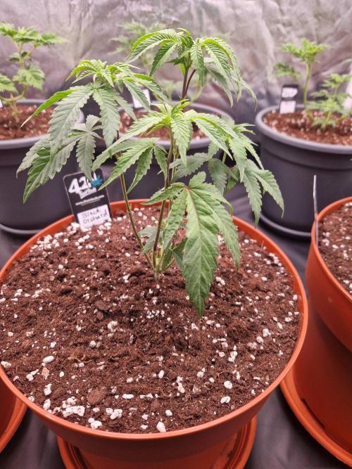 Black Orchard. Week 8