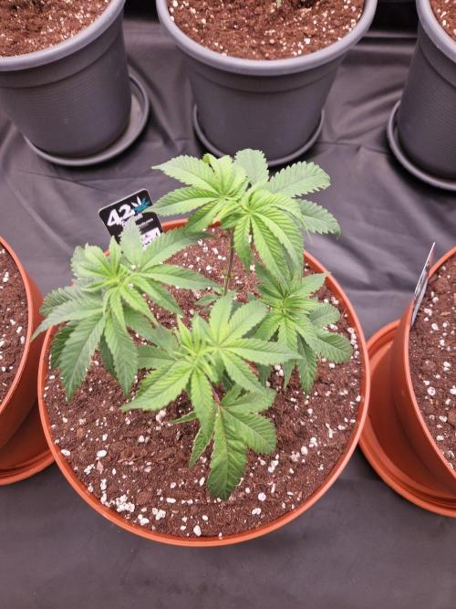 Black Orchard. Week 8