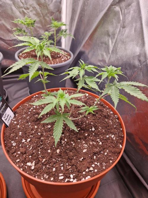 Super Double Cherry. Week 8