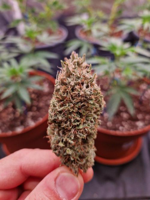 The White Sweet Candy OG One USAGenetics. Week 19