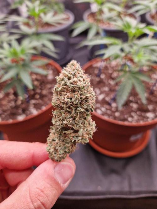 The White Sweet Candy OG One USAGenetics. Week 19